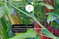 25 Jalapeño M Pepper Seeds – Heirloom, Spicy, High-Yielding, Capsicum annuum, Medium Heat, Thick-Walled Chili Seeds