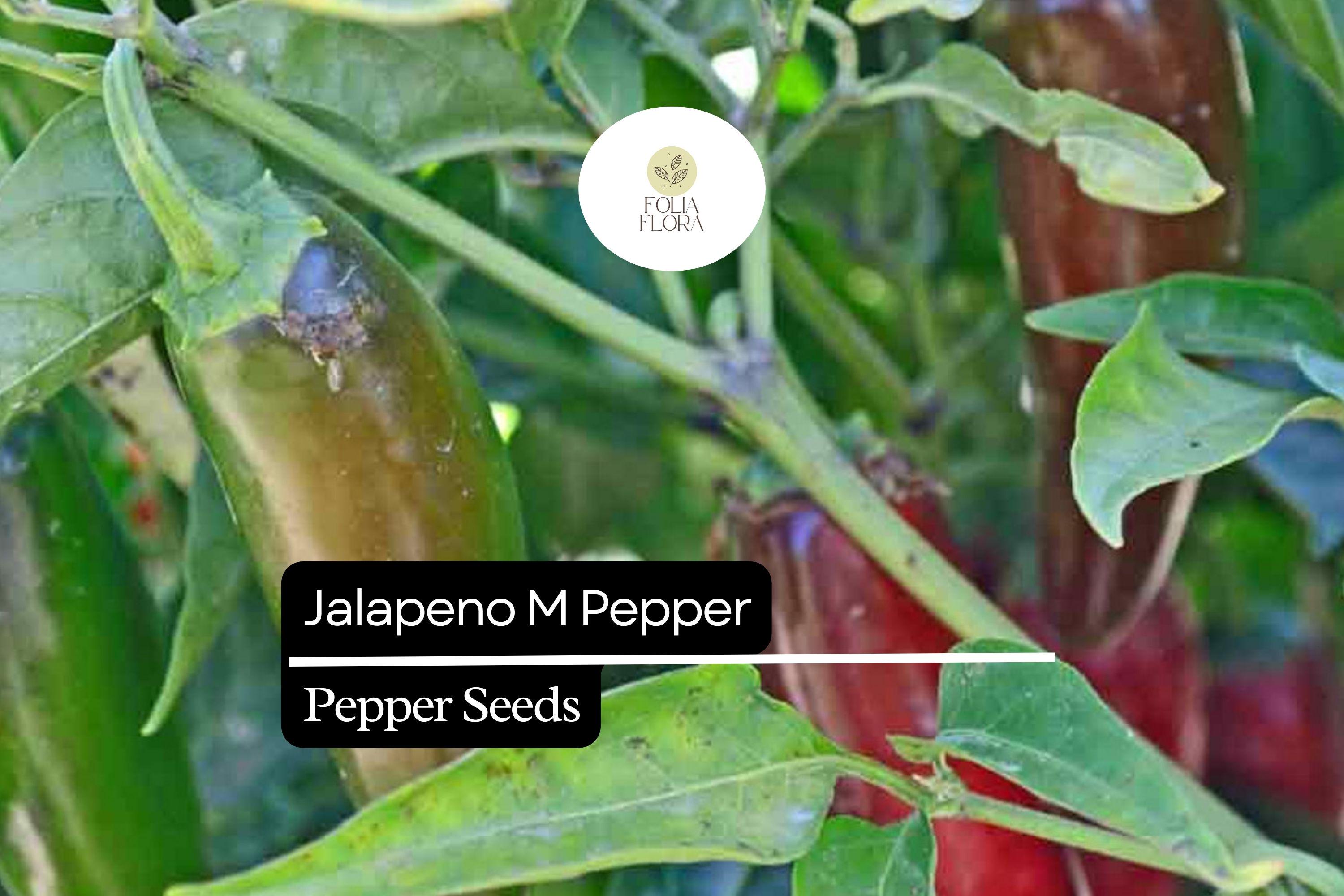 25 Jalapeño M Pepper Seeds – Heirloom, Spicy, High-Yielding, Capsicum annuum, Medium Heat, Thick-Walled Chili Seeds