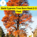 Bald Cypress Tree Bare Root 2-3 Feet – Taxodium distichum Live Deciduous Conifer for Wetlands & Landscaping