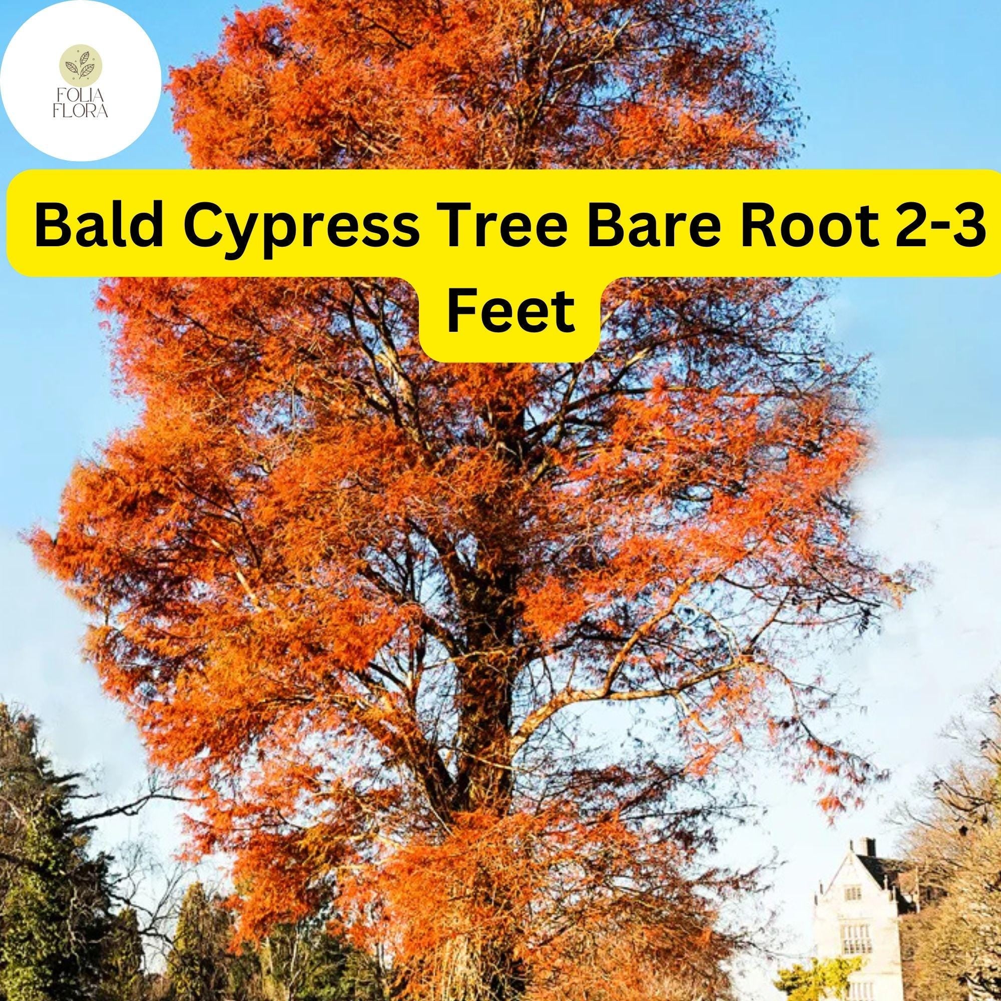 Bald Cypress Tree Bare Root 2-3 Feet – Taxodium distichum Live Deciduous Conifer for Wetlands & Landscaping