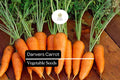 Danvers Carrot Seeds - Heirloom Non-GMO, Sweet & Crisp, Conical Shape, Daucus carota, for Home Garden, Fresh Eating & Cooking