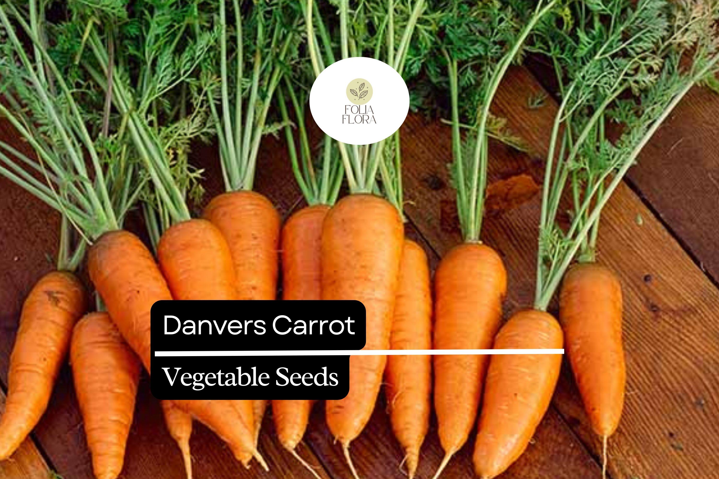 Danvers Carrot Seeds - Heirloom Non-GMO, Sweet & Crisp, Conical Shape, Daucus carota, for Home Garden, Fresh Eating & Cooking
