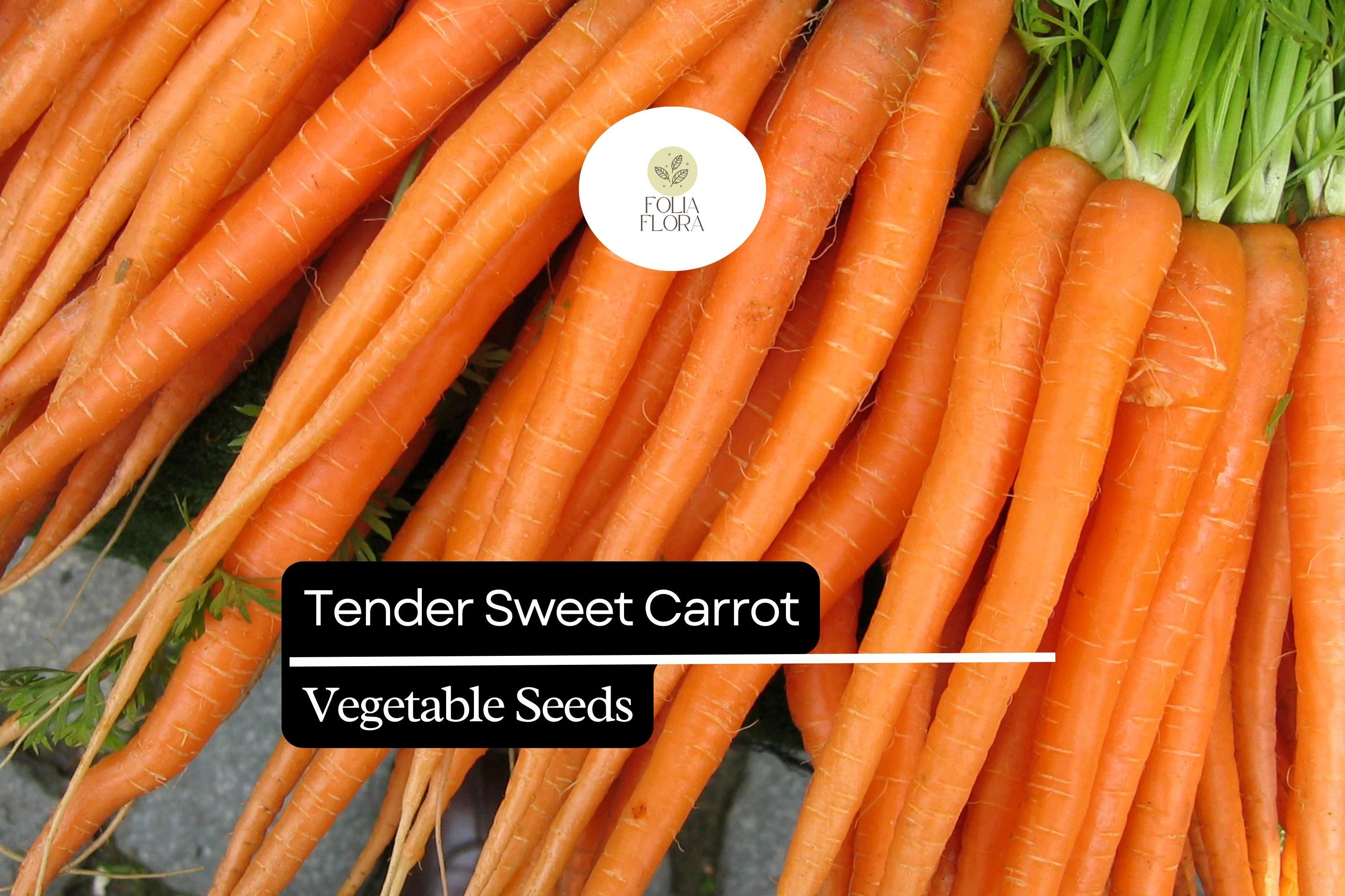 Tender Sweet Carrot Seeds – Heirloom Daucus Carota, Non-GMO, Bright Orange, Sweet Flavor, Full Sun, Crisp Texture
