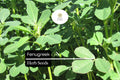 Fenugreek Herb Seeds – Trigonella foenum-graecum – Aromatic Culinary Herb, Fast-Growing, Non-GMO, Easy to Grow