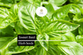 Sweet Basil Seeds – Heirloom, Non-GMO, Aromatic Herb for Culinary Use, Fast-Growing, Bright Green Leaves, 60-75 Days
