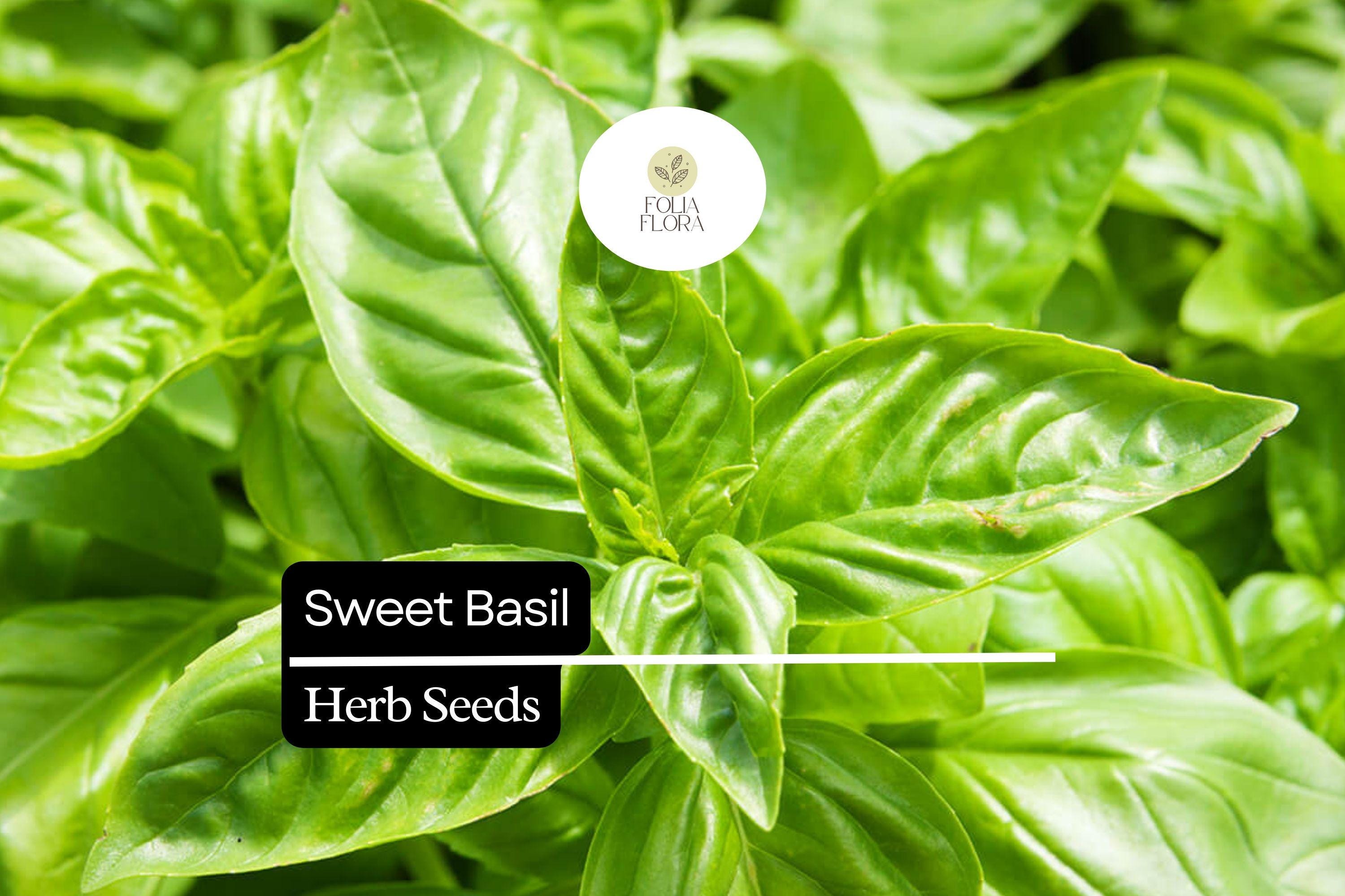 Sweet Basil Seeds – Heirloom, Non-GMO, Aromatic Herb for Culinary Use, Fast-Growing, Bright Green Leaves, 60-75 Days