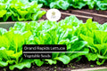 Grand Rapids Lettuce Seeds – Heirloom, Non-GMO, Crisp Green Leaf Lettuce (Lactuca sativa) for Salads & Containers