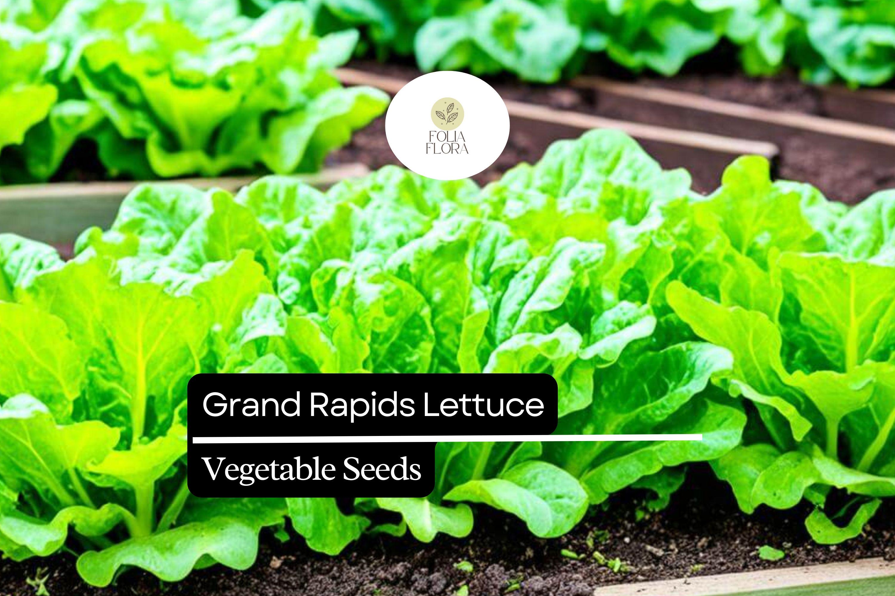 Grand Rapids Lettuce Seeds – Heirloom, Non-GMO, Crisp Green Leaf Lettuce (Lactuca sativa) for Salads & Containers