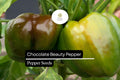 25 Chocolate Beauty Pepper Seeds – Heirloom Capsicum Annuum, Sweet Bell Peppers, Edible, Non-GMO, Full Sun, Container-Friendly