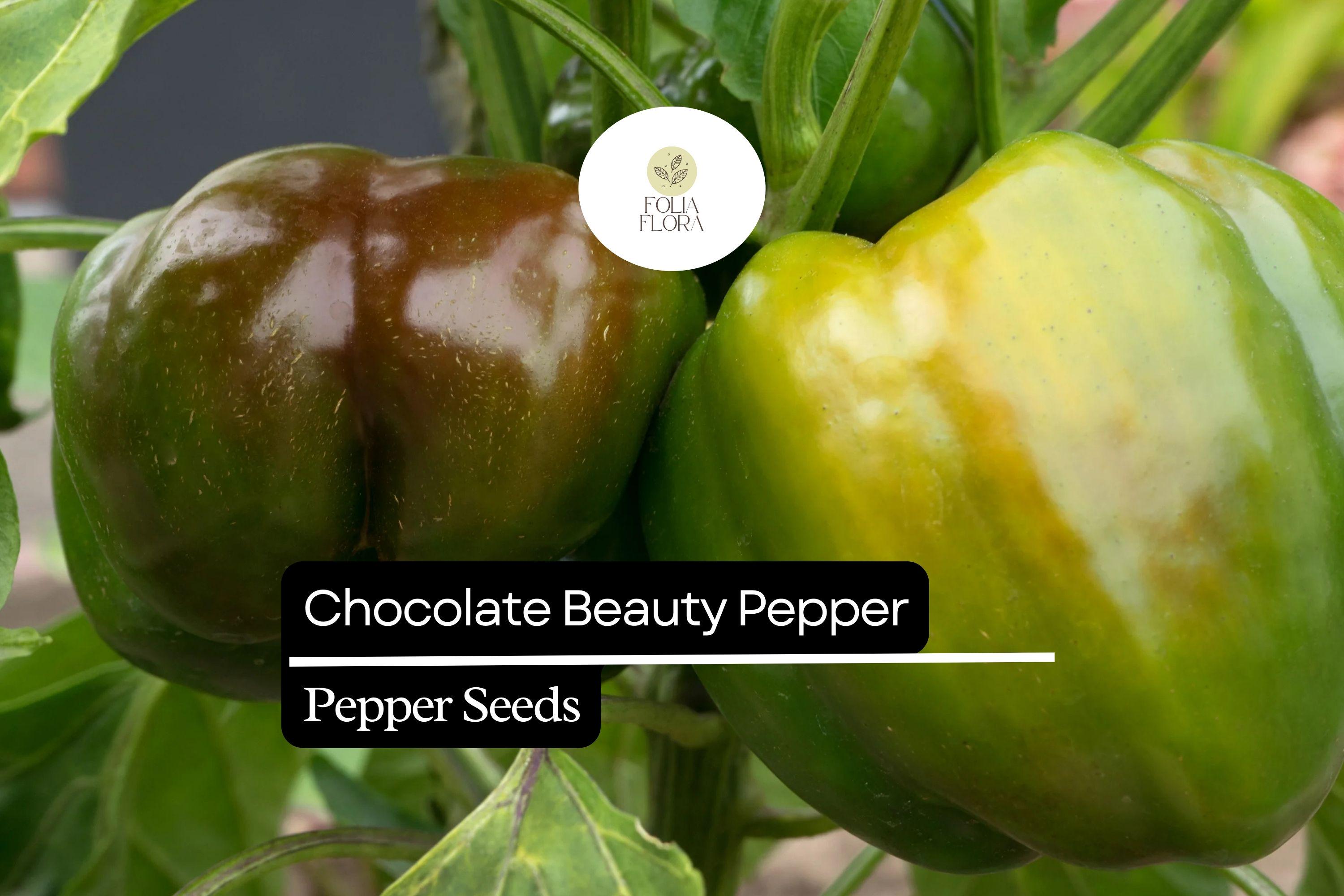 25 Chocolate Beauty Pepper Seeds – Heirloom Capsicum Annuum, Sweet Bell Peppers, Edible, Non-GMO, Full Sun, Container-Friendly