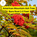 American Mountain Ash Trees 1-2 Feet Bare Root, Sorbus americana, Ornamental Berries & Fall Color, Wildlife-Friendly Plant