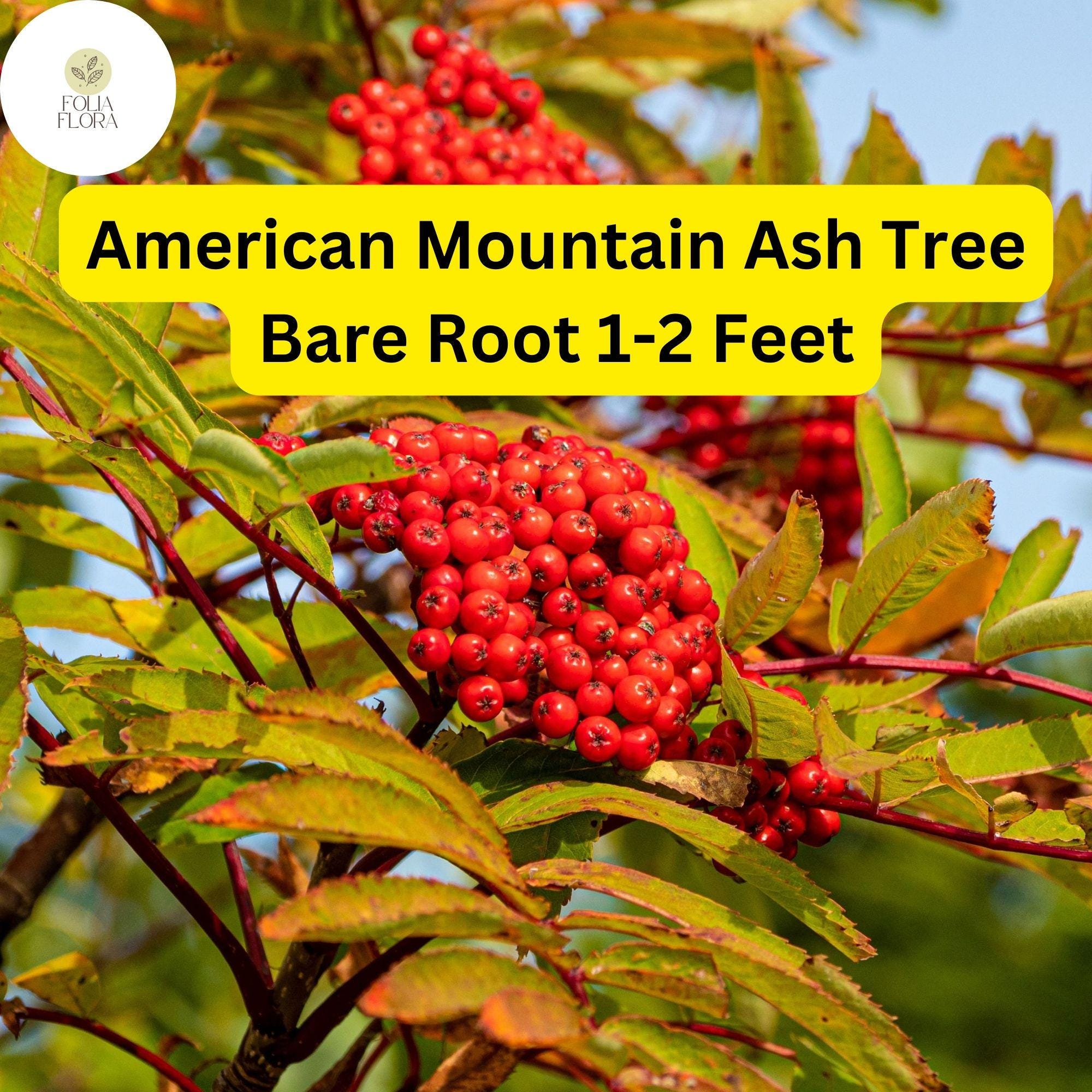 American Mountain Ash Trees 1-2 Feet Bare Root, Sorbus americana, Ornamental Berries & Fall Color, Wildlife-Friendly Plant