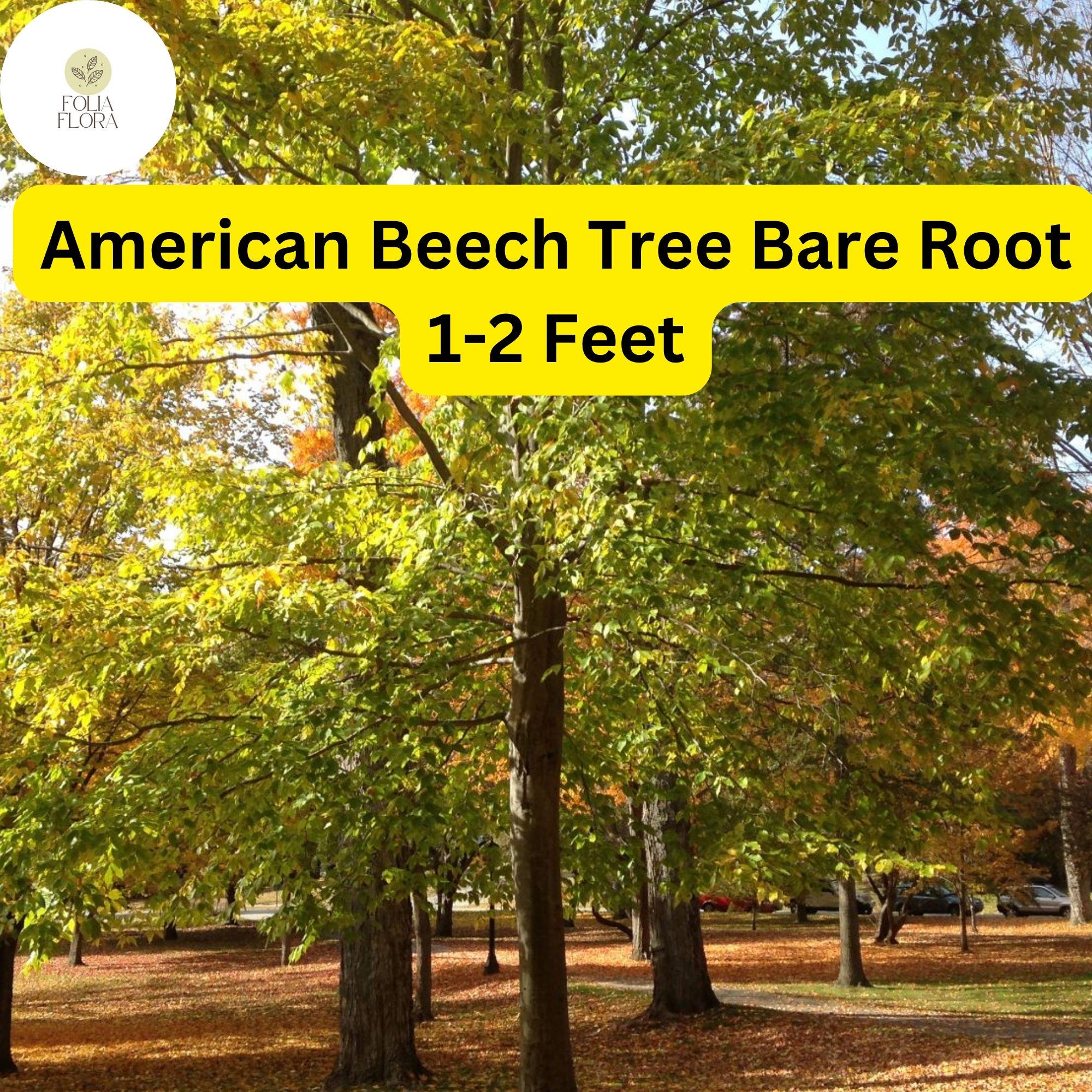 American Beech Tree - 1-2 Ft Live Bare Root Plant for Zones 3-9 | Shade, Wildlife, Fall Color | Fagus grandifolia