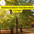 American Beech Tree - 1-2 Ft Live Bare Root Plant - Fagus grandifolia, Shade & Wildlife Tree for Zones 3-9