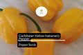 25 Caribbean Yellow Habanero Pepper Seeds – Capsicum chinense, Hot Chili, Heirloom, Non-GMO, 300,000+ Scoville