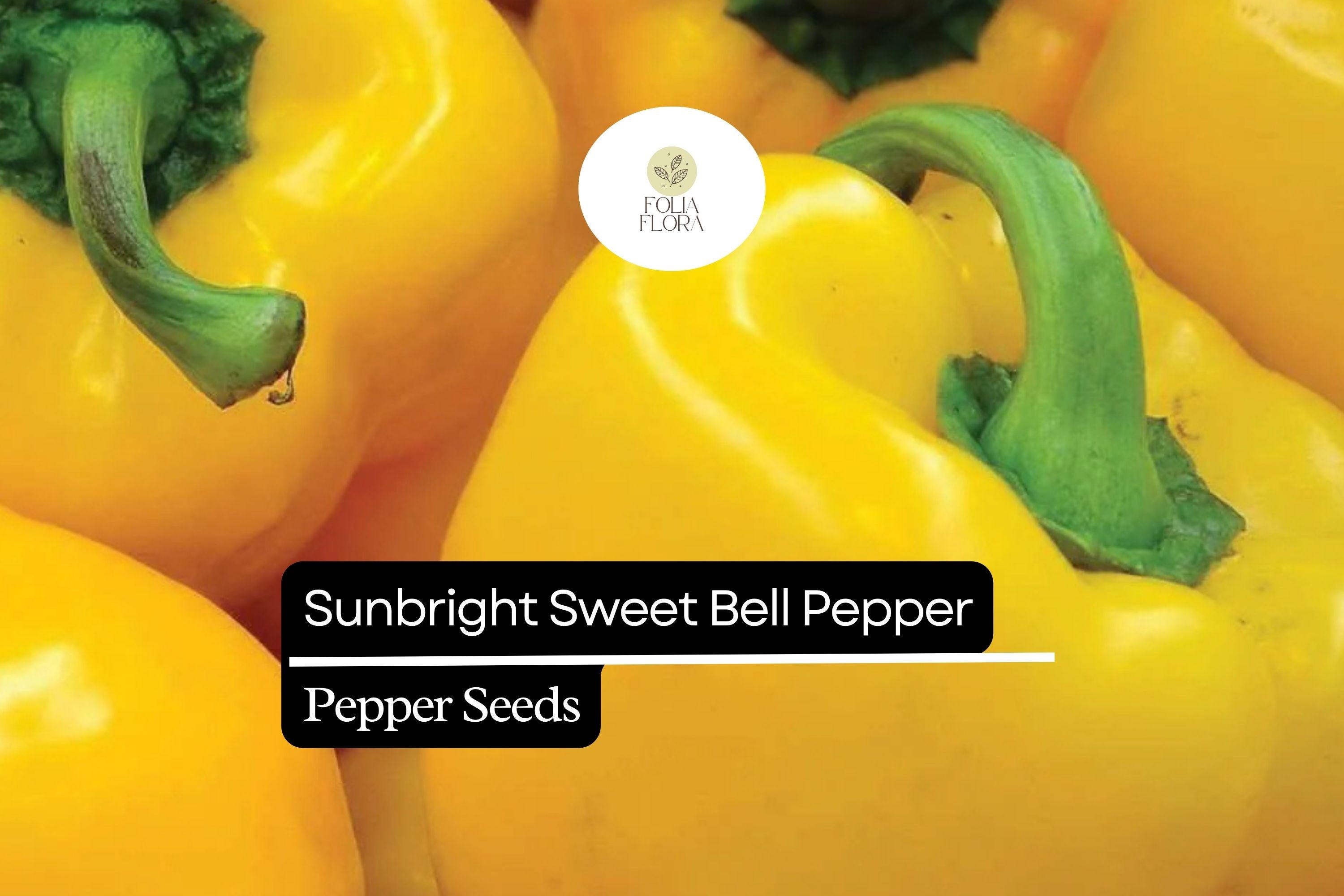 Sunbright Yellow Bell Pepper Seeds – Heirloom, Non-GMO, Sweet Capsicum annuum for Fresh, Grilling & Salad Gardens