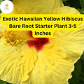 Exotic Yellow Hibiscus Plant – Hawaiian Yellow, Bare Root Starter, Tropical Flower, Hibiscus rosa-sinensis