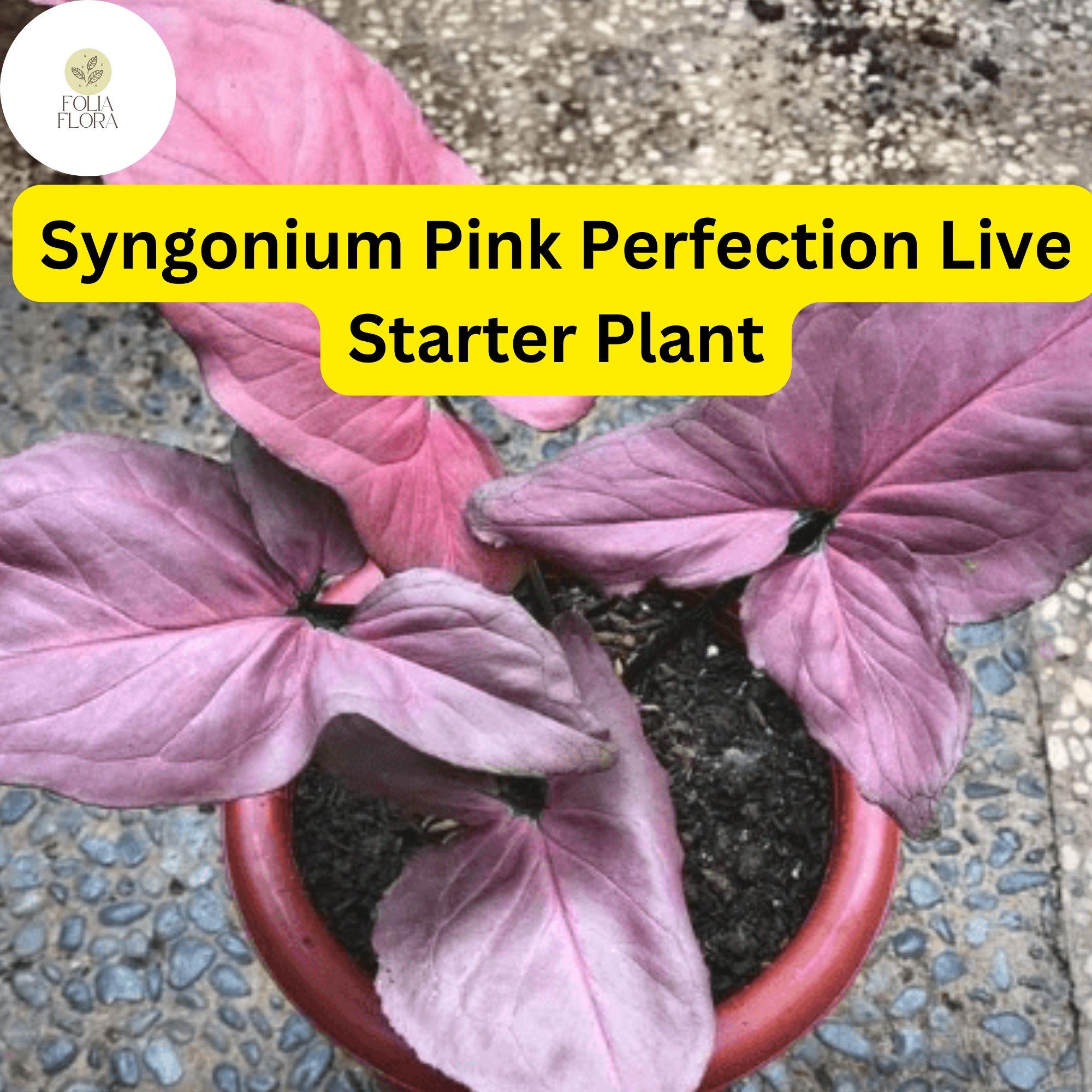 Syngonium podophyllum Pink Perfection Live Plant in 4" Pot – Rare Pink Arrowhead Houseplant, Air-Purifying Indoor Plant