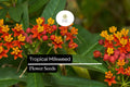 Tropical Milkweed Seeds | Red-Orange Flowers | Monarch Butterfly Host Plant | Asclepias curassavica