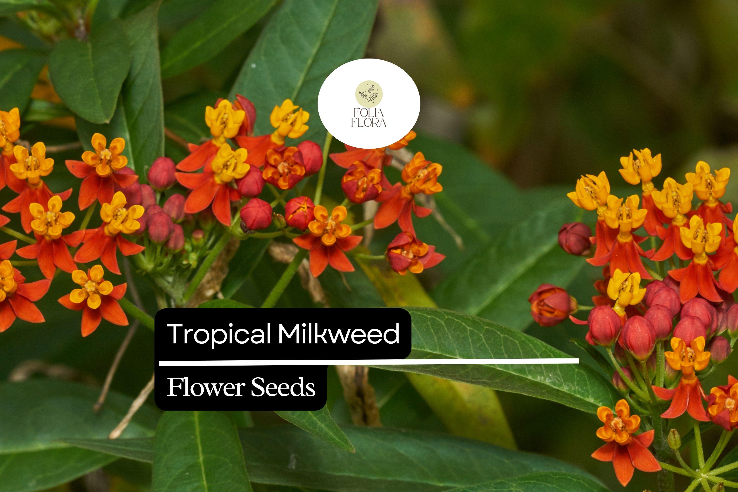 Tropical Milkweed Seeds | Red-Orange Flowers | Monarch Butterfly Host Plant | Asclepias curassavica
