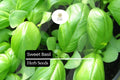 Sweet Basil Seeds | Heirloom, Aromatic Herb, High-Yield | Ocimum basilicum, Culinary, Pesto, Salads