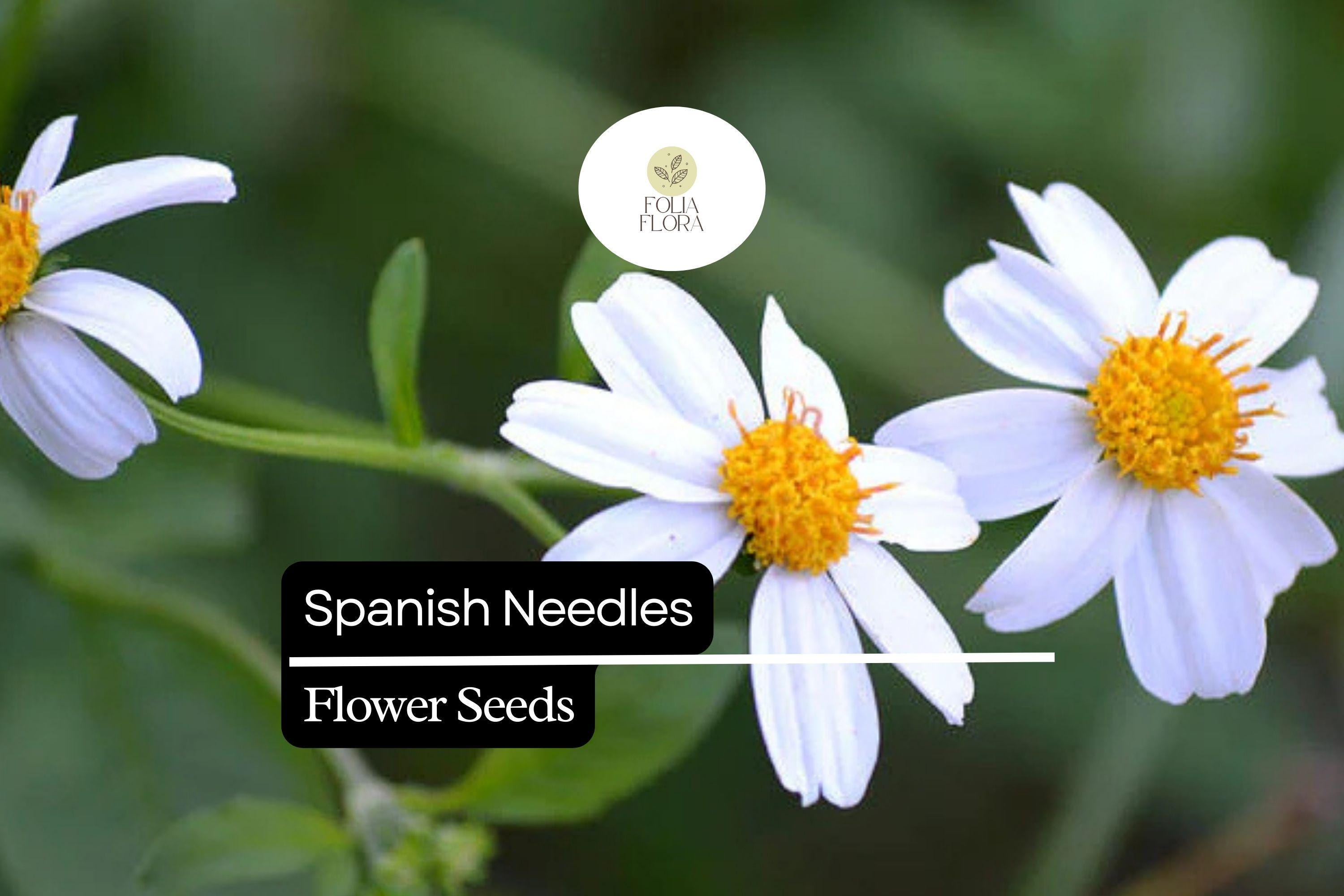 Spanish Needles Flower Seeds – Pollinator-Friendly Edible Wildflower, Bidens alba, Daisylike White Flowers, Native, Drought-Tolerant