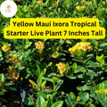 Yellow Maui Ixora Plant – Tropical Live Starter Shrub with Bright Yellow Flowers, Evergreen, Butterfly Attractor, 7 Inches Tall