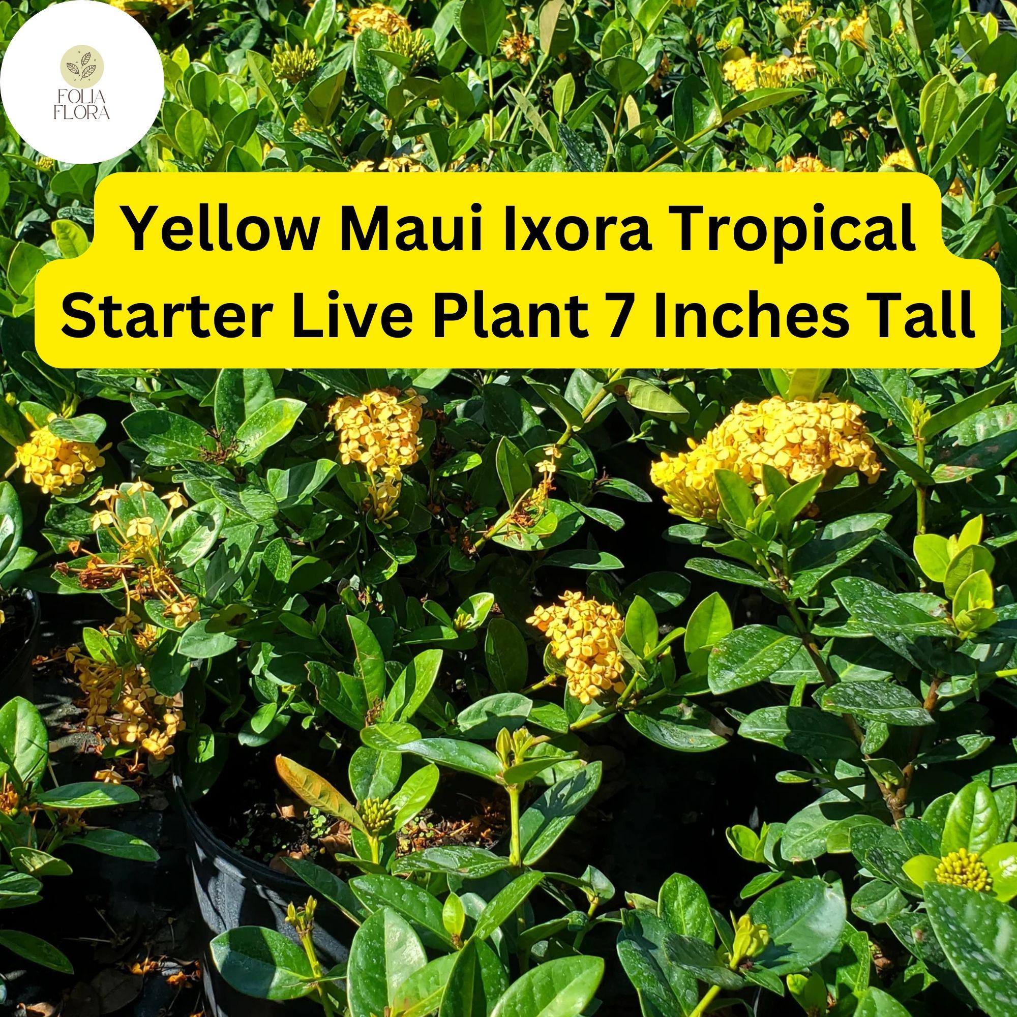 Yellow Maui Ixora Plant – Tropical Live Starter Shrub with Bright Yellow Flowers, Evergreen, Butterfly Attractor, 7 Inches Tall