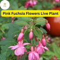 Pink Anthurium Plant in 4-Inch Pot, Tropical Houseplant with Vibrant Fuchsia Flowers, Glossy Heart-Shaped Leaves, Air-Purifying