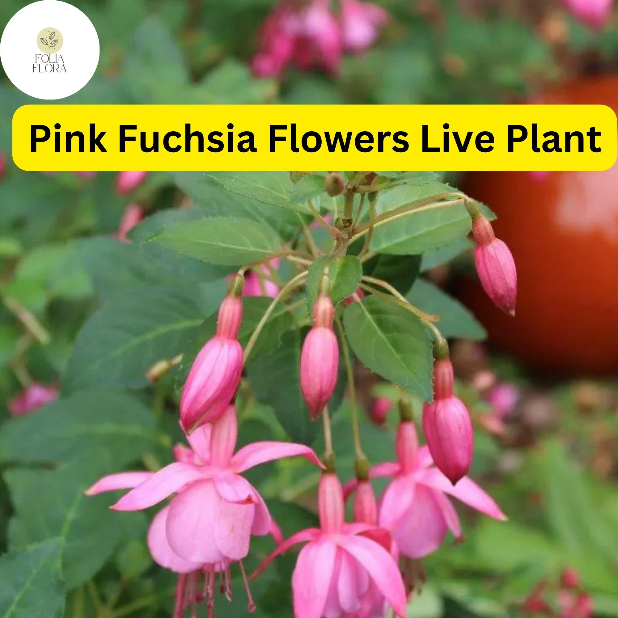 Pink Anthurium Plant in 4-Inch Pot, Tropical Houseplant with Vibrant Fuchsia Flowers, Glossy Heart-Shaped Leaves, Air-Purifying