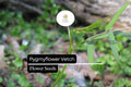 Pygmyflower Vetch Seeds | Wildflower Ground Cover | Pollinator-Friendly Vicia minutiflora | 15 Seeds