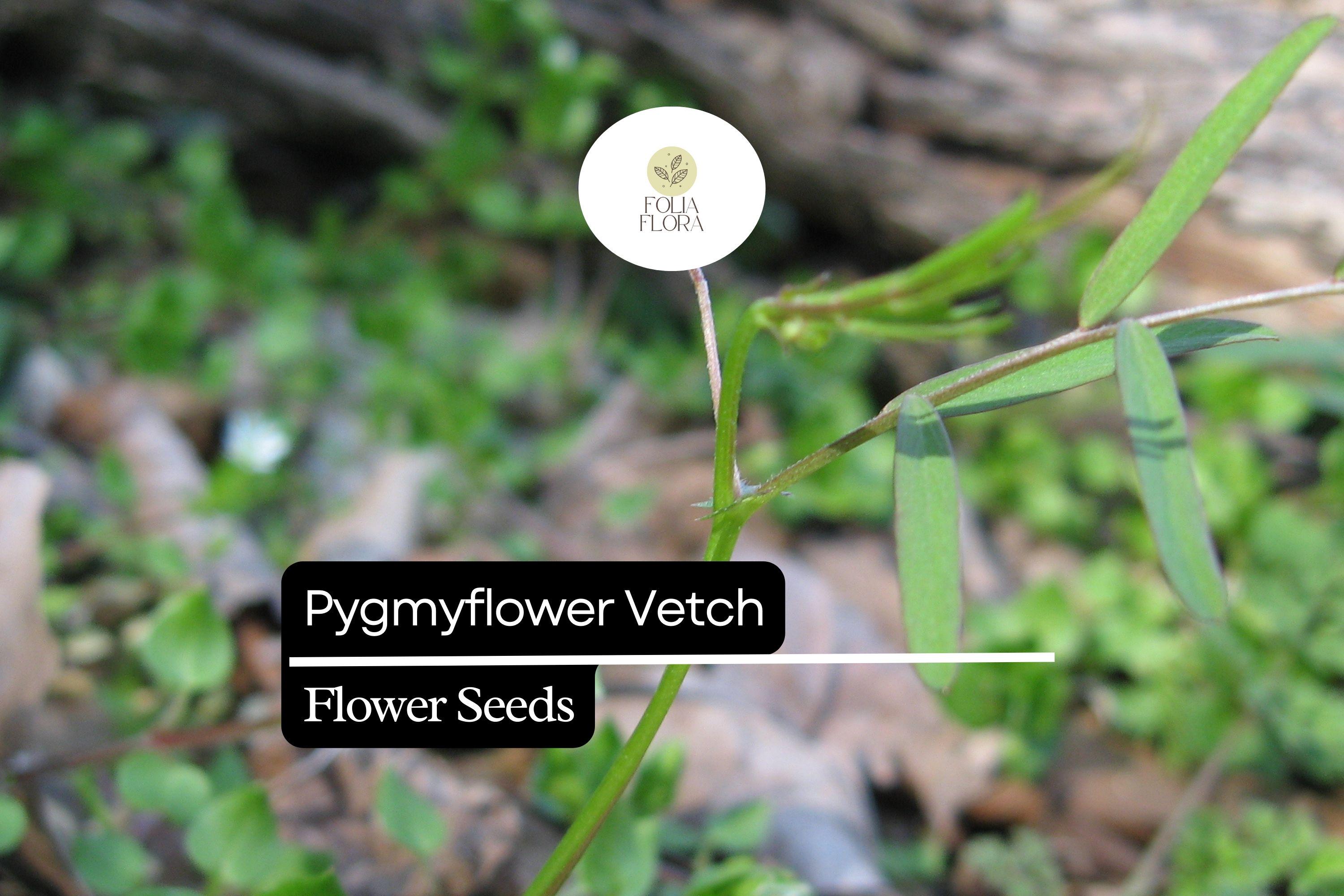Pygmyflower Vetch Seeds | Wildflower Ground Cover | Pollinator-Friendly Vicia minutiflora | 15 Seeds
