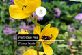 Partridge Pea Seeds | Bright Yellow Wildflowers for Pollinators | Chamaecrista fasciculata Native Plant