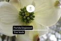 Florida Dogwood Seeds - Cornus florida - 5 Premium Native Ornamental Tree Seeds with White & Pink Blooms