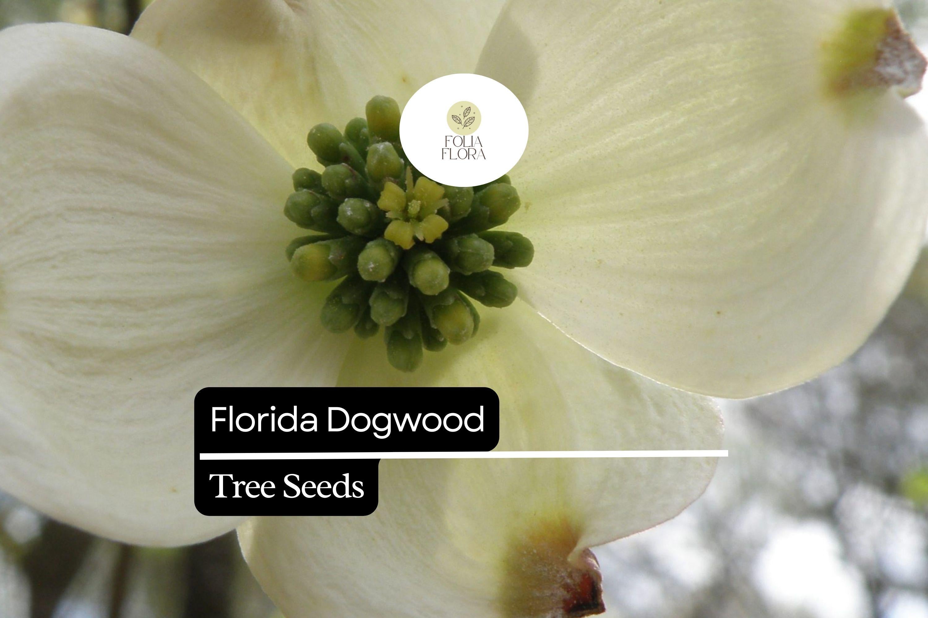 Florida Dogwood Seeds - Cornus florida - 5 Premium Native Ornamental Tree Seeds with White & Pink Blooms