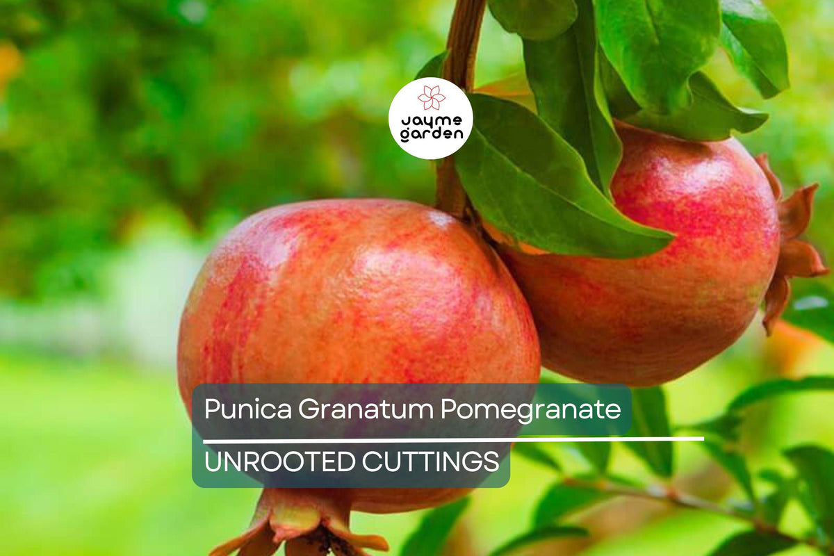 Punica Granatum Pomegranate Tree Cuttings – 6-Inch Live, Fruit-Bearing, Evergreen, Fast-Growing, Organic, USDA Zones 7-11