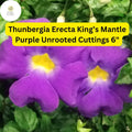 King’s Mantle Cuttings | 7 Unrooted Thunbergia erecta Purple Blooms, Climbing Vine or Shrub, Pollinator-Friendly