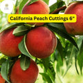California Peach Tree Cuttings – 6" Live Prunus Persica Fruit Tree for Home Orchard, Self-Pollinating, Juicy Peaches