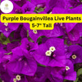 Purple Bougainvillea Live Plant - 5-7 Inches Tall, Drought-Tolerant, Vibrant Purple Bracts, Bougainvillea glabra