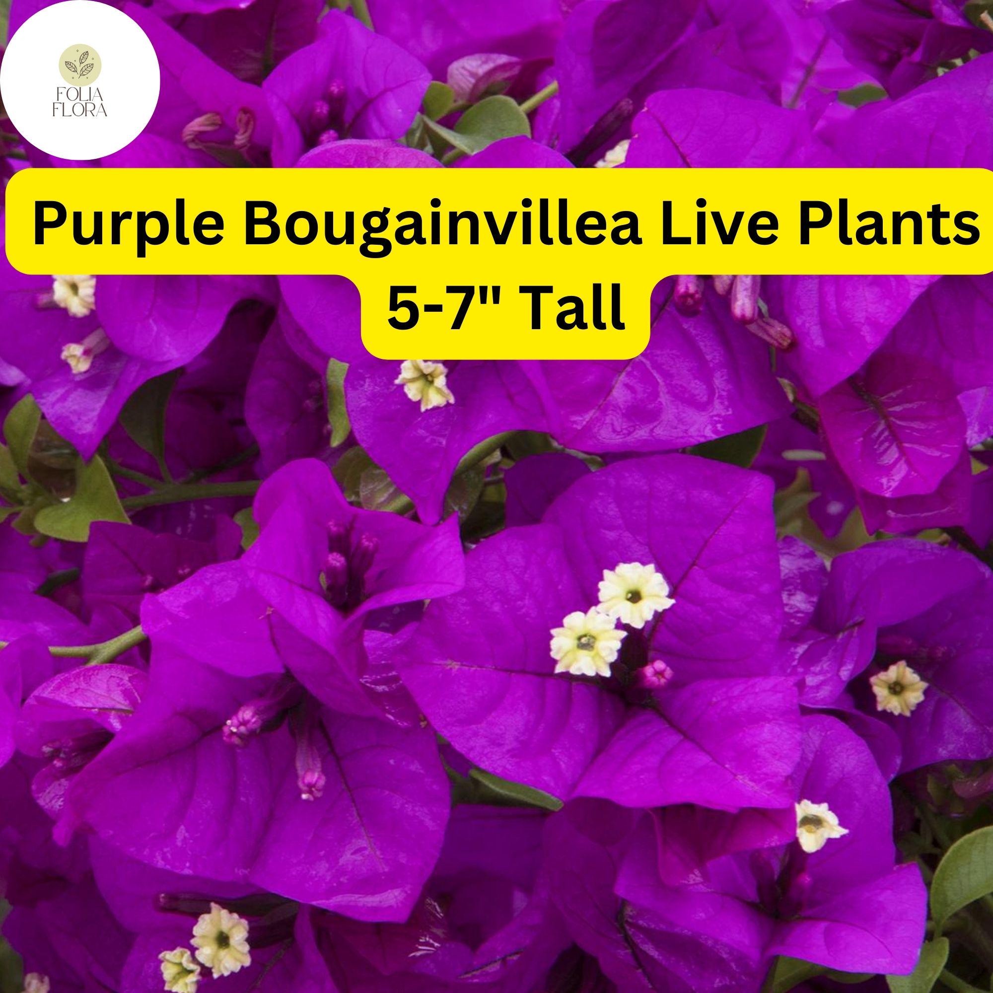 Purple Bougainvillea Live Plant - 5-7 Inches Tall, Drought-Tolerant, Vibrant Purple Bracts, Bougainvillea glabra
