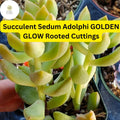 Golden Glow Sedum Succulent Cuttings – Trailing, Drought-Tolerant, Bright Foliage, Indoor & Outdoor Garden Plant