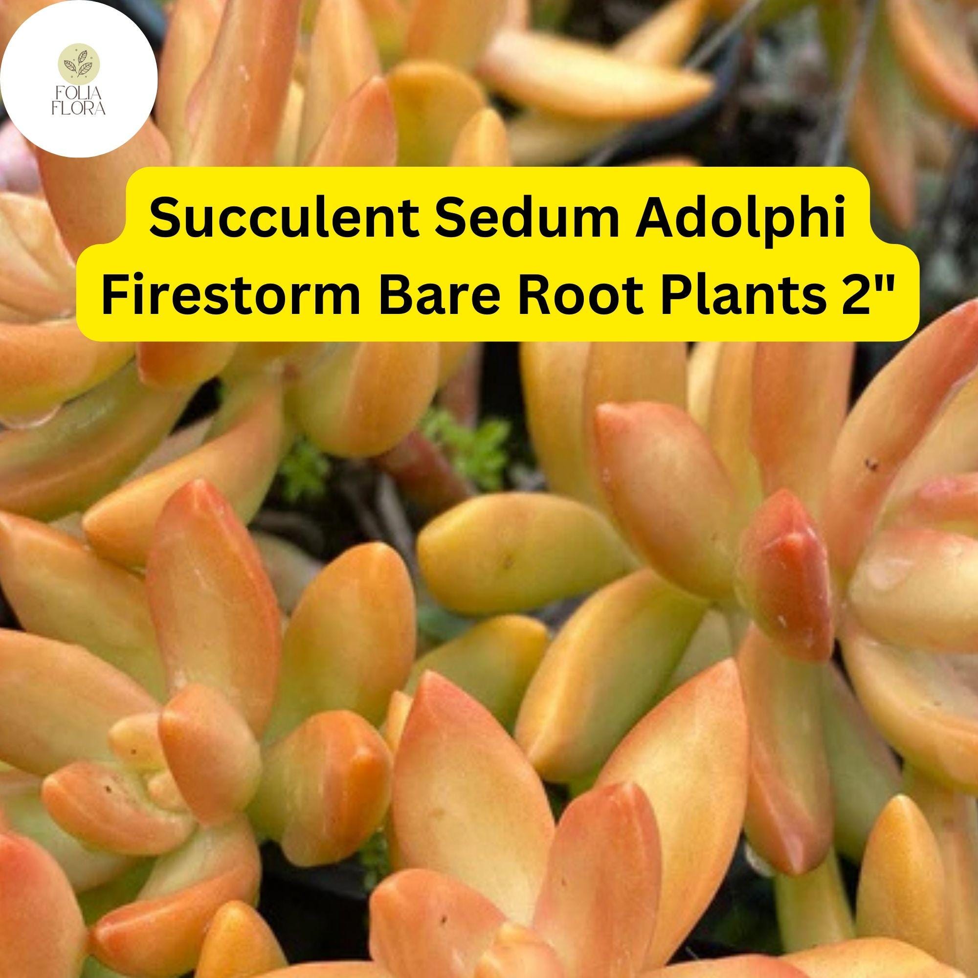 2" Sedum adolphi 'Firestorm' Succulent Plant - Vibrant Red-Orange Foliage, Trailing, Drought-Tolerant, Low-Maintenance