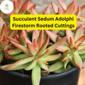 Sedum Adolphi 'Firestorm' Succulent Cuttings – 5 Rooted Live Plants, Red-Orange Foliage, Trailing, Drought-Tolerant, Indoor & Outdoor