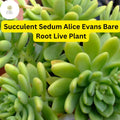 3 Bare Root Sedum 'Alice Evans' Succulent Plants | Drought Tolerant Stonecrop for Indoor & Outdoor Gardens