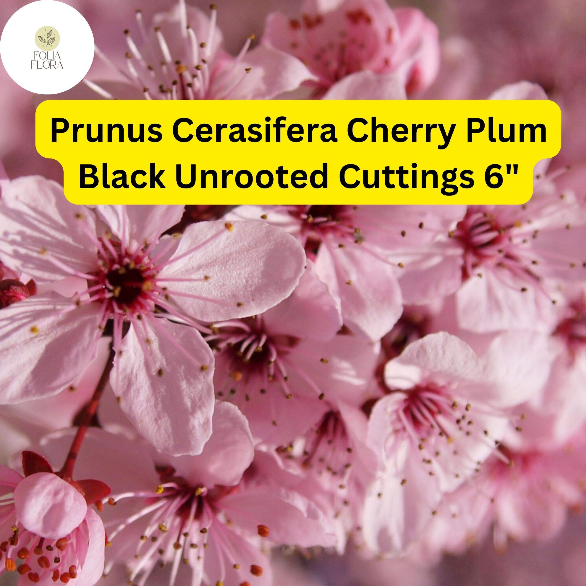 Cherry Plum Black Cuttings – 3 Unrooted 6-Inch Prunus Cerasifera Fruit Tree for Edible Gardens