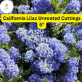 Ceanothus ‘California Lilac’ Live Cuttings – 3 Unrooted 6" Blue Flowering Shrubs for Pollinator Gardens