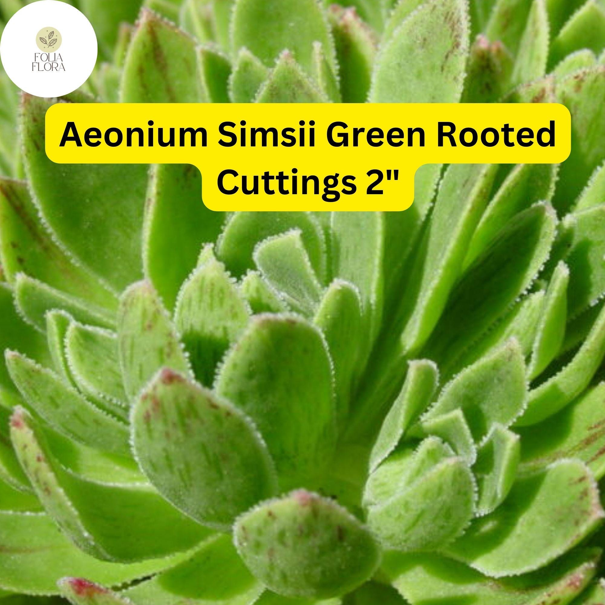 Aeonium Succulent Plant + 2" Rooted Cuttings + Green with Red Edges + Scientific Name: Aeonium simsii