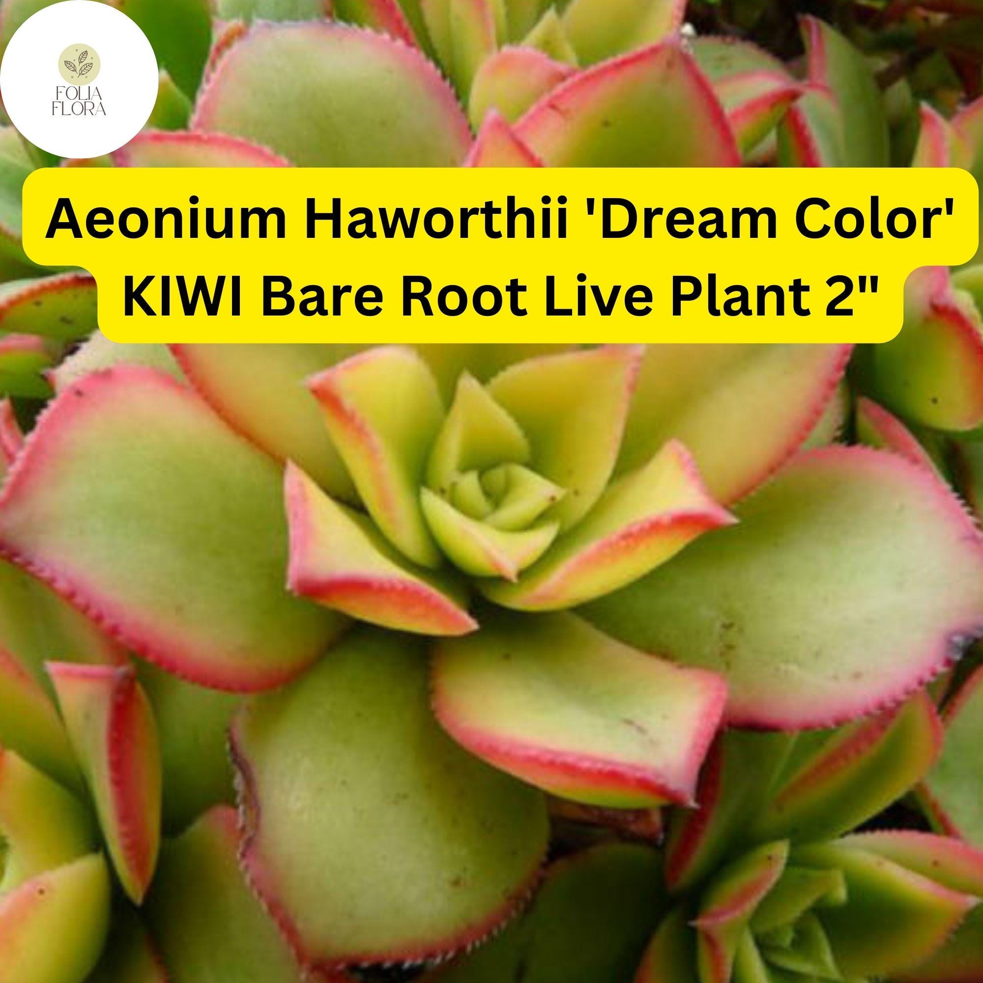 Aeonium Kiwi Succulent | Variegated Rosettes, Drought-Tolerant | Aeonium haworthii ‘Dream Color’ | 2 Bare Root Plants