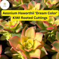 Aeonium Succulent Cuttings - Variegated ‘Dream Color’ Kiwi, 3 Rooted Plants, Drought-Tolerant, Rosette, Indoor & Outdoor