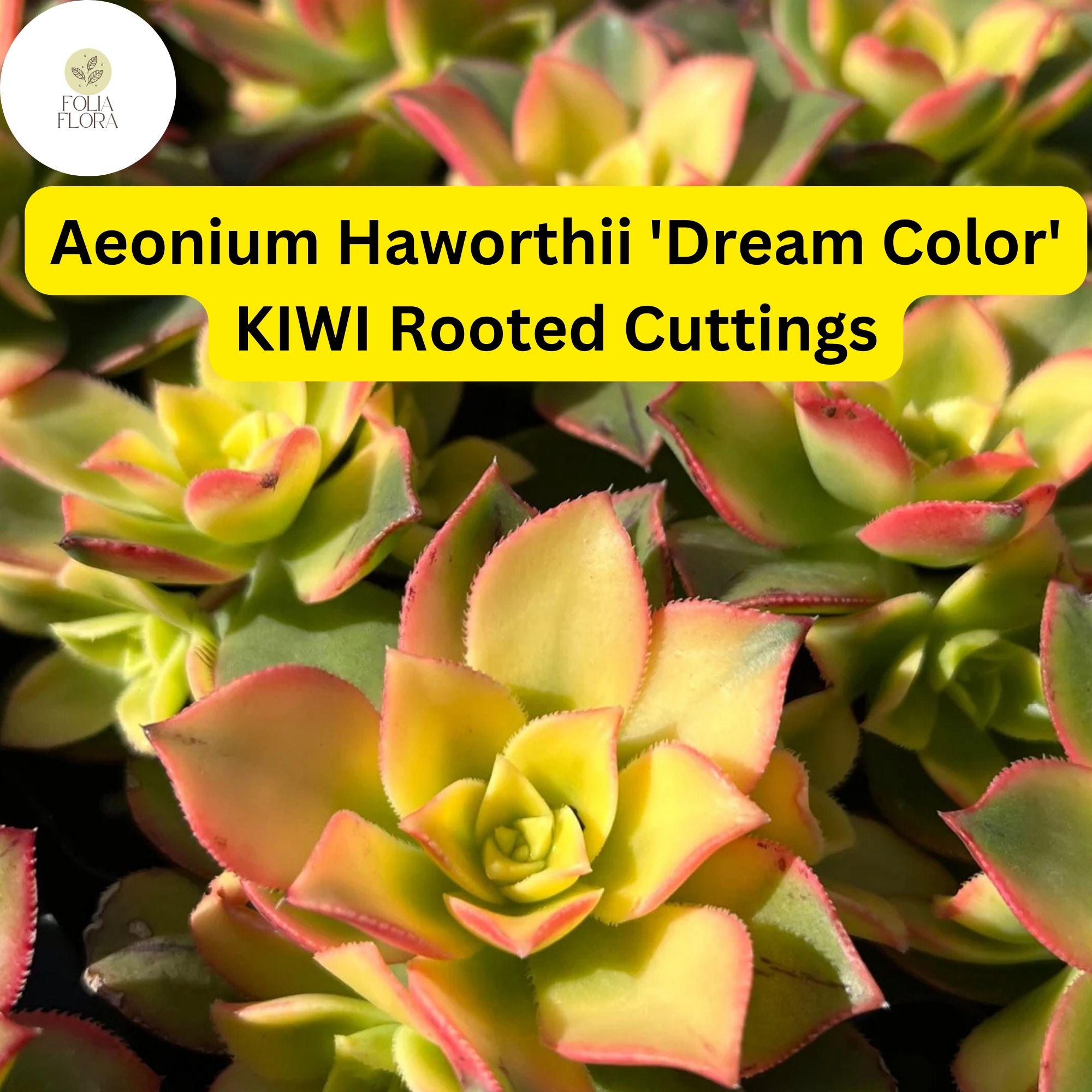 Aeonium Succulent Cuttings - Variegated ‘Dream Color’ Kiwi, 3 Rooted Plants, Drought-Tolerant, Rosette, Indoor & Outdoor